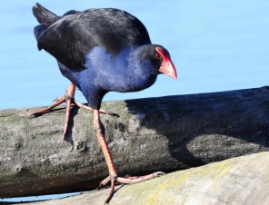 Pukeko